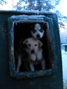 puppies looking out of dog kennel